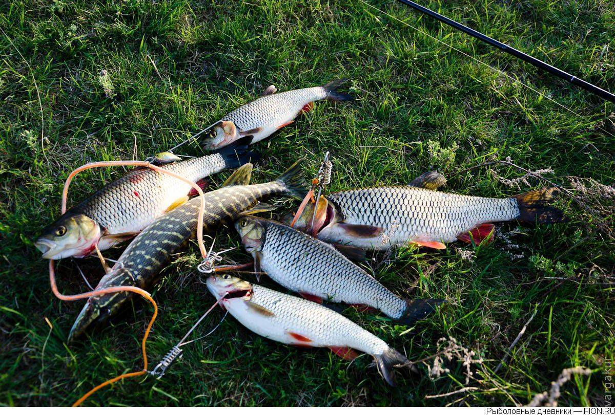 Рыбалка в белгородской области – важные особенности