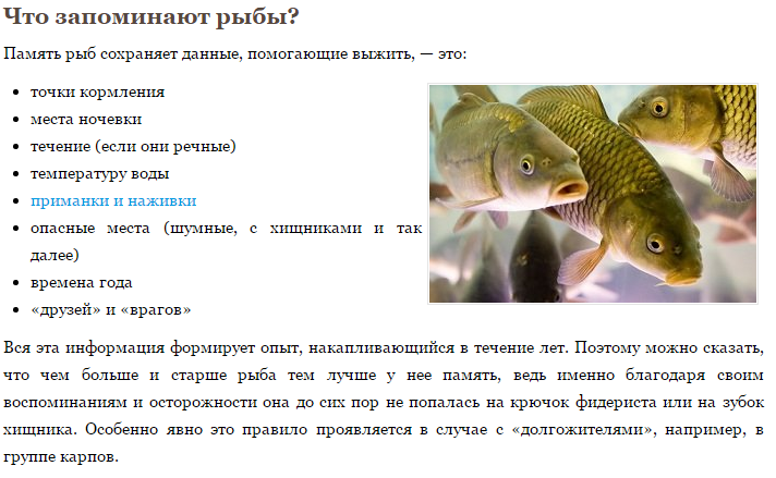 Какая память у рыб
