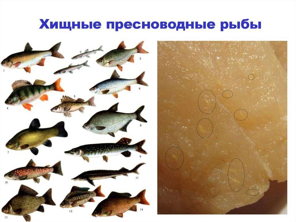 Пресноводные рыбы, их виды, названия, особенности и среда обитания | живность.ру
