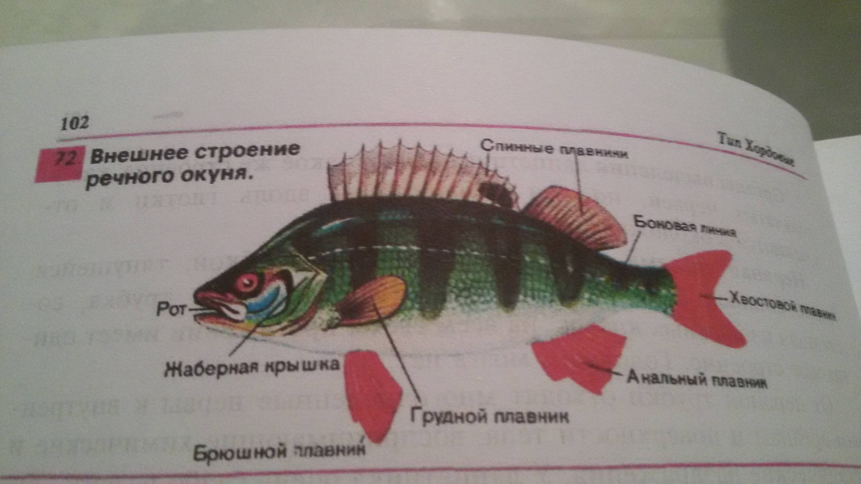 Рисунок внешнее строение окуня