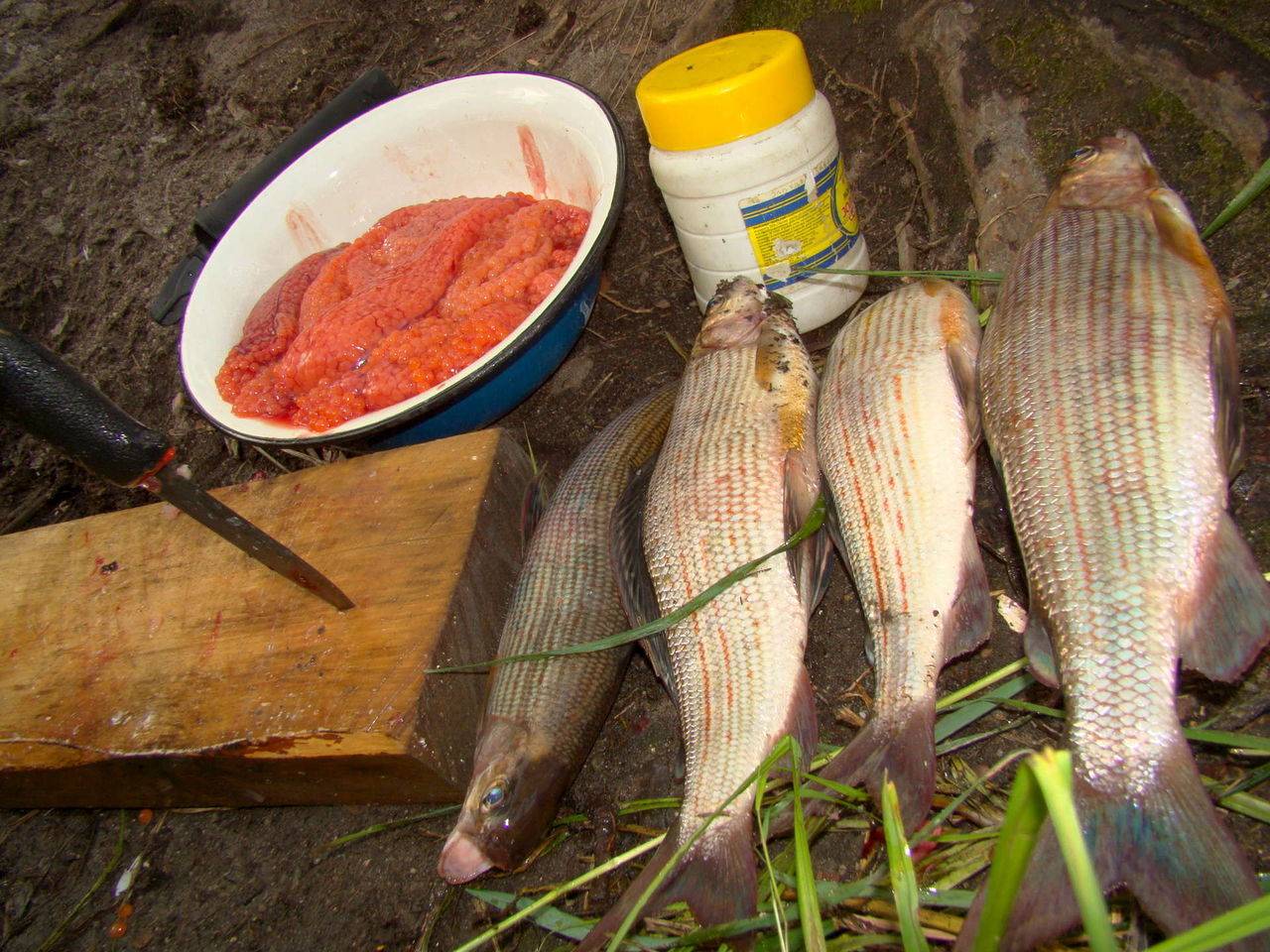 Рыба сахалина: фото и описание. рыбалка на сахалине