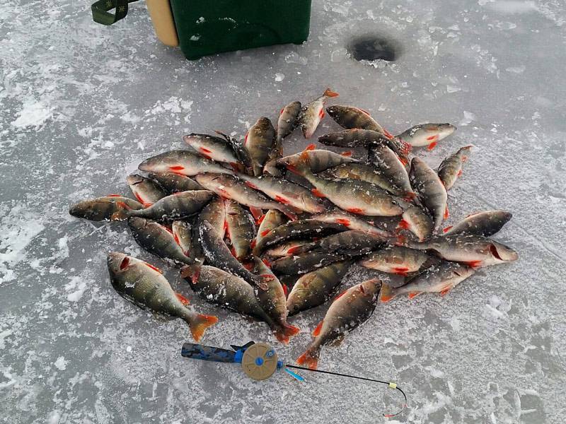 Зимняя рыбалка в коми — что нужно знать?
