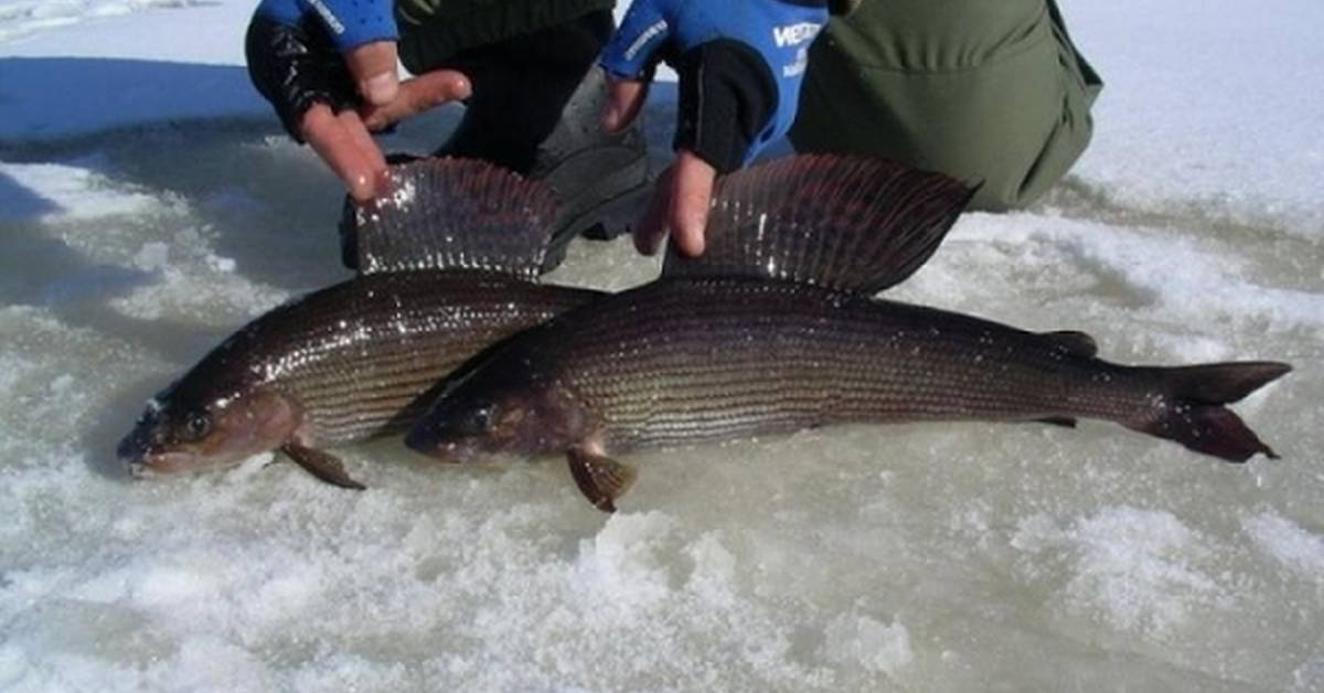Байкальская рыба: список, описание