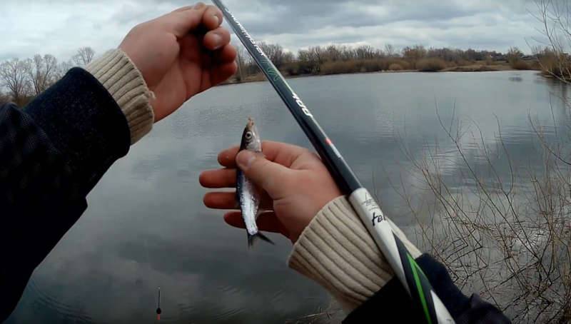 Ловля уклейки весной на поплавочную удочку: подготовка оснастки и поведение рыбы