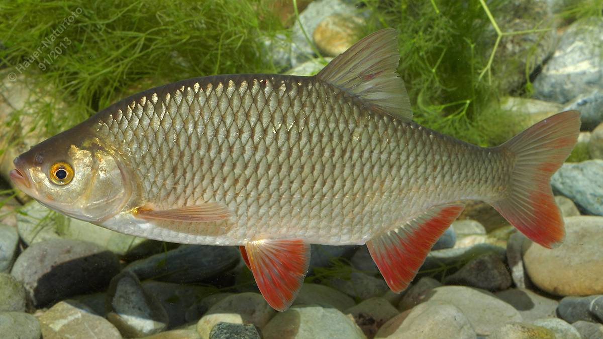 Вомер рыба. описание, особенности, среда обитания и фото рыбы | живность.ру