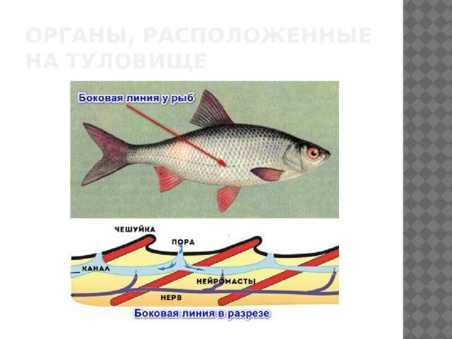 Строение рыб: описание,внешний вид,нервная система,кровеносная система | аквариумные рыбки