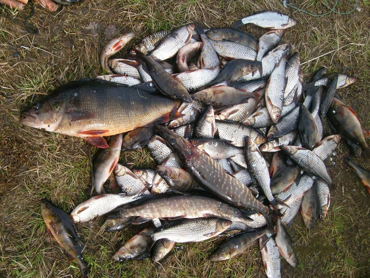 Рыбалка в рязанской области