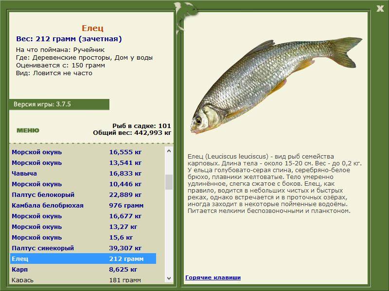 Елец: описание рыбы, где водится, нерест, способы ловли и пищевая ценность