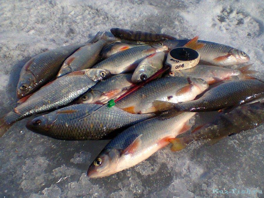 Белое озеро в вологодской области. рыба в белом озере, отдых и рыбалка, погода и прогноз клева, фото, как добраться — туристер.ру