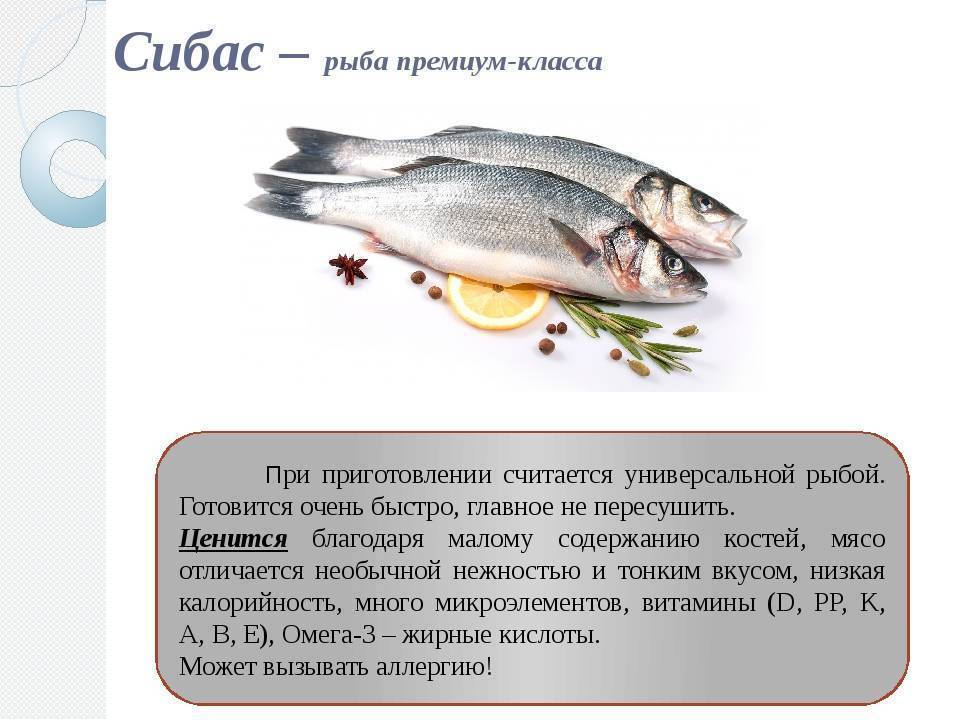 Рыба морской волк (сибас): описание, среда обитания, полезные свойства