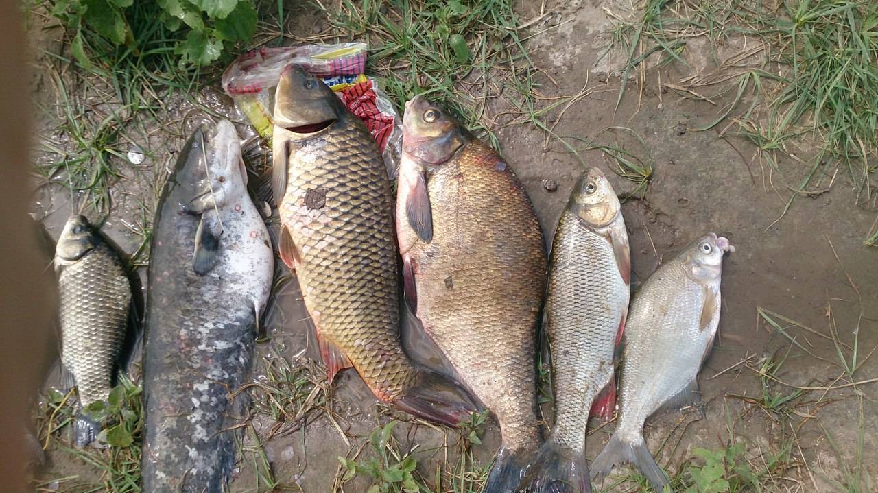 Рыбалка в волго-ахтубинском пойме и ахтубе 2021