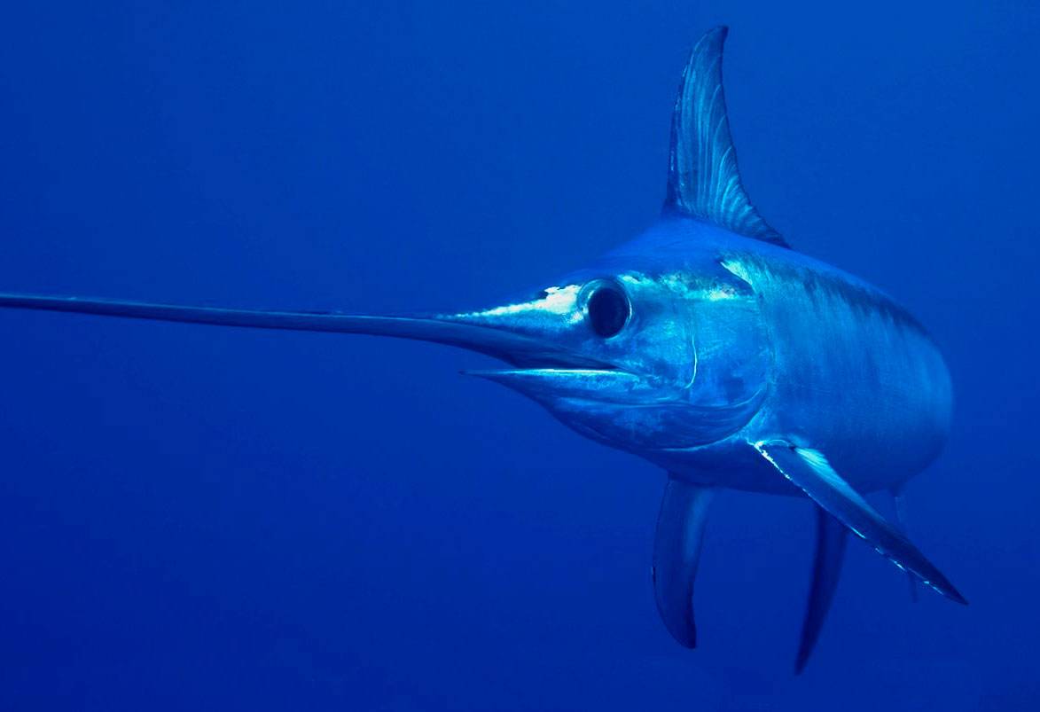 Рыба-меч - особенности, фото, интересные факты о рыбе!