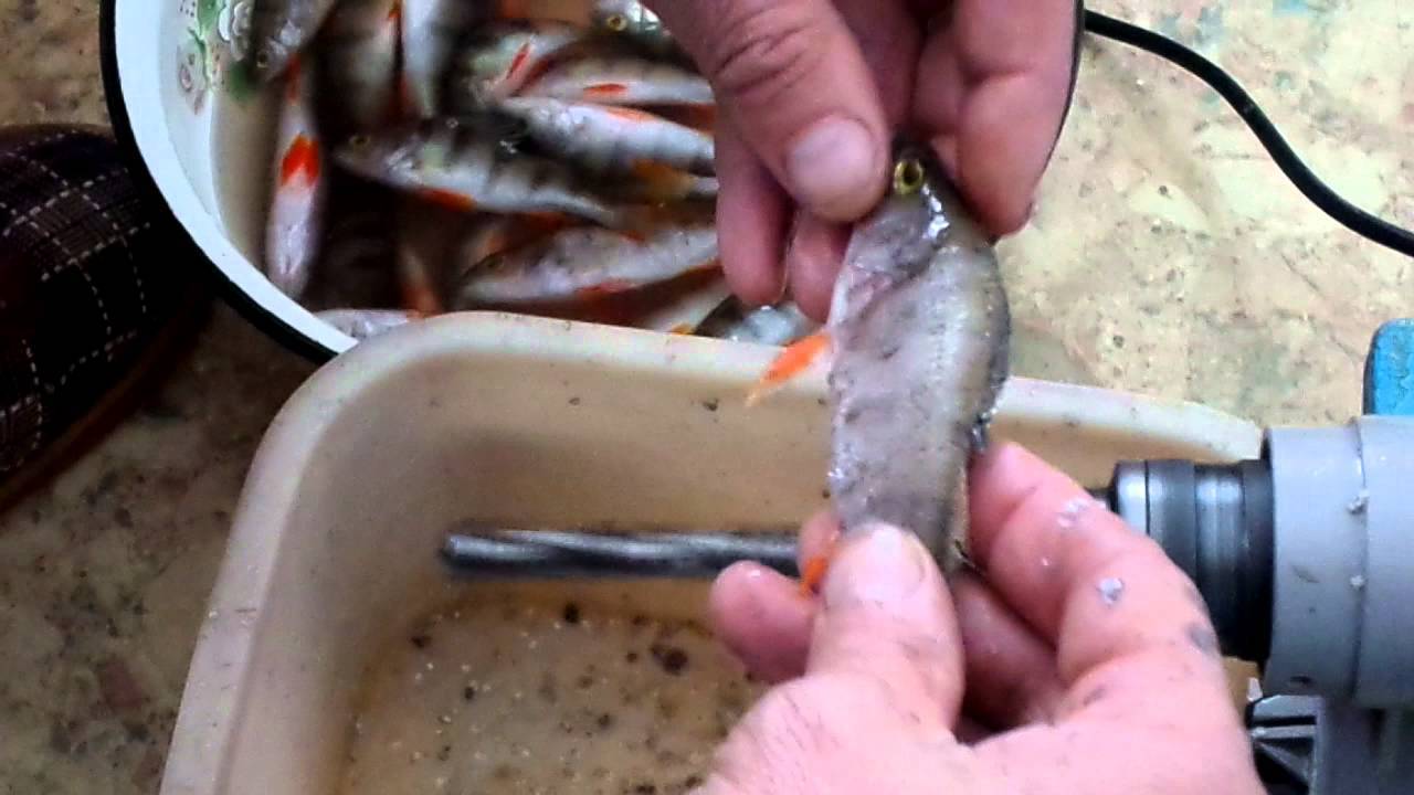 Без труда почистим рыбку из пруда: чистка окуня за считанные минуты