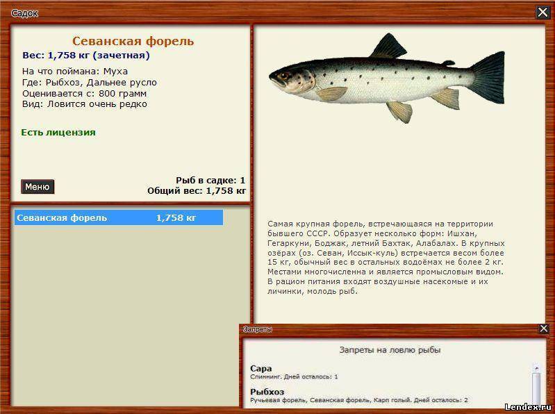 Морская форель: фото с описанием рыбы и образа жизни, как ловить, нерест, полезные и опасные свойства