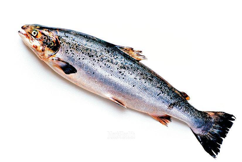 Рыба хоки (макруронус) – 5 вкусных рецептов приготовления