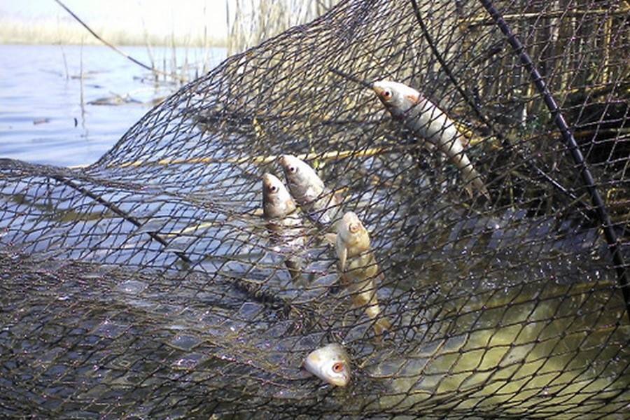 Запрещенные снасти для ловли рыбы - рыболов дека