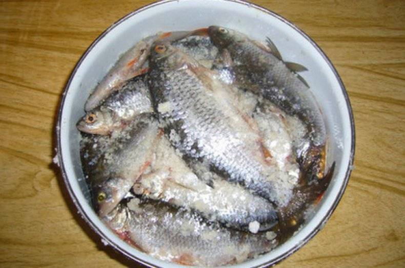 Солим речную рыбу в домашних условиях: воблу, окуня, бычки, уклейку, плотву