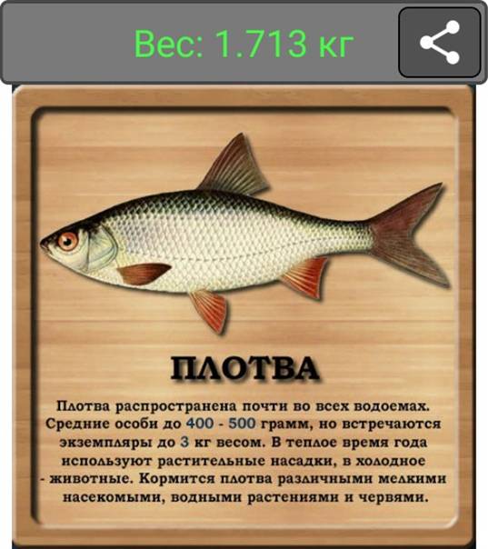 Плотва – разновидности и отличия от других рыб, приготовление и польза на ydoo.info