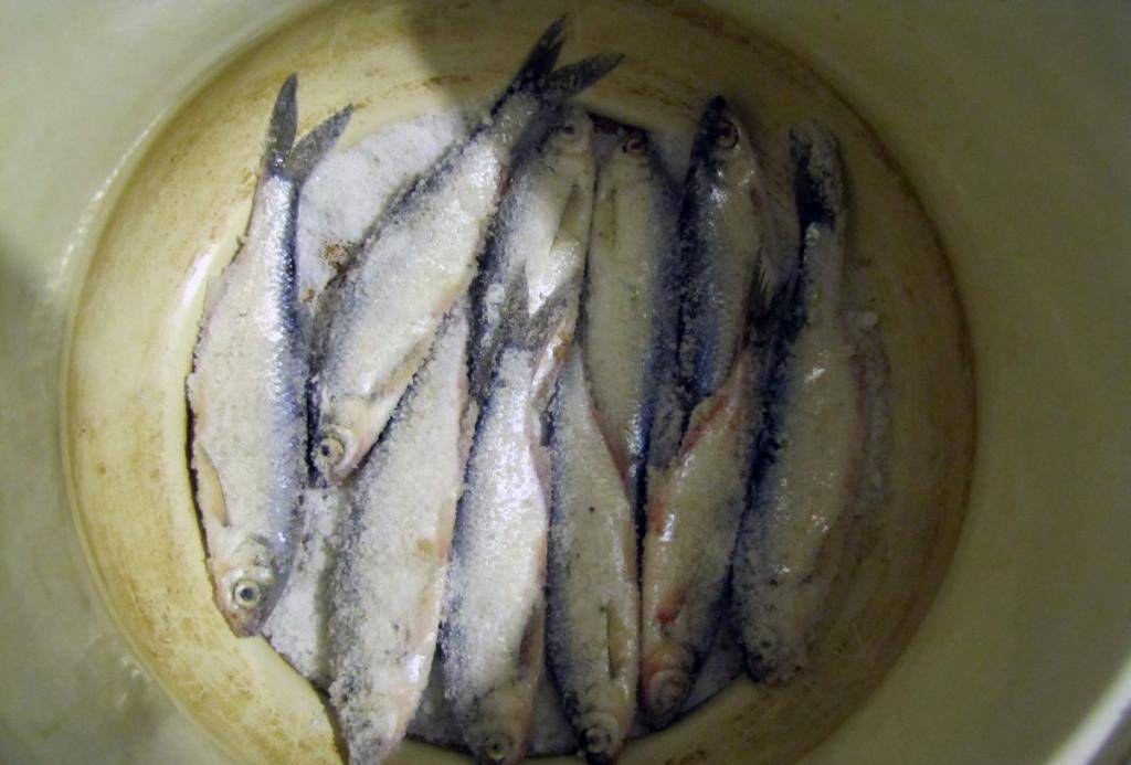 Как правильно солить чехонь для сушки - рыбалка