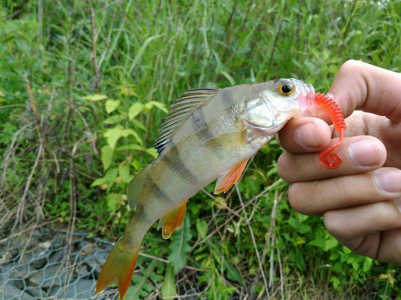 Рыбалка в орловской области | ловим все