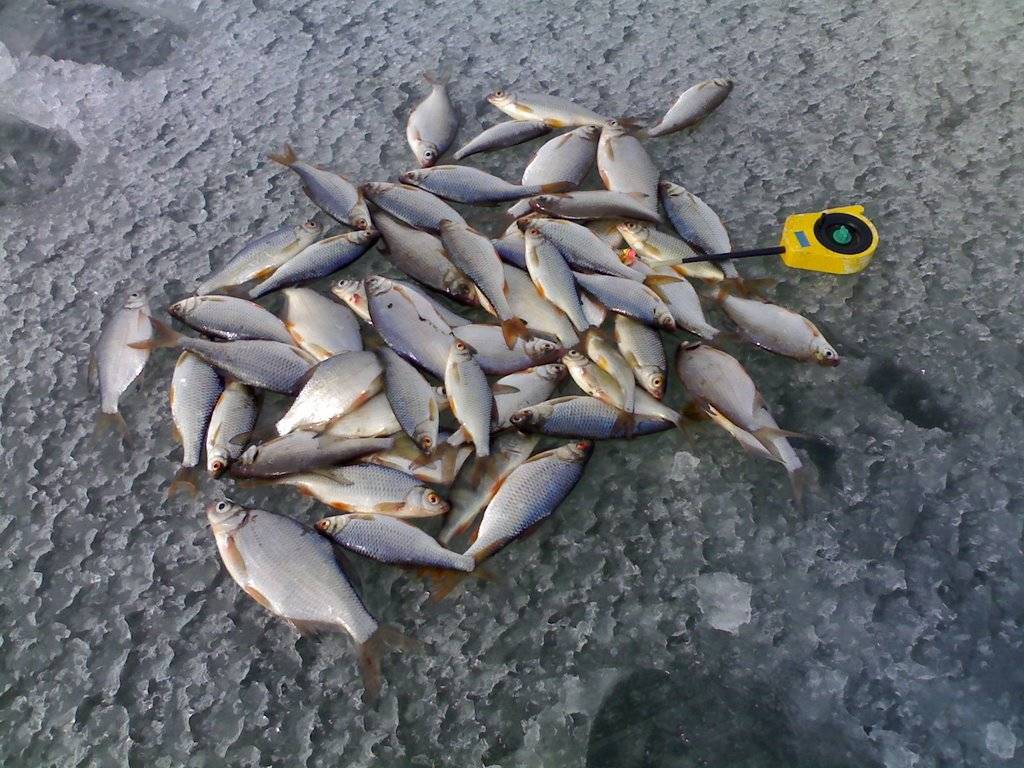 Рыбалка в могилевской области