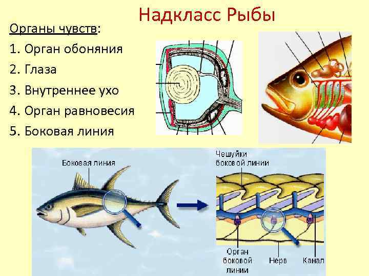 Анатомия рыб – внутреннее и внешнее строение хордовых
