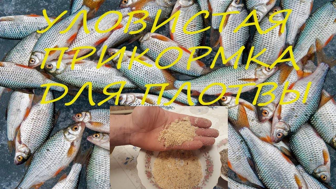 Рыба чебак (сибирская плотва): основные характеристики подвида