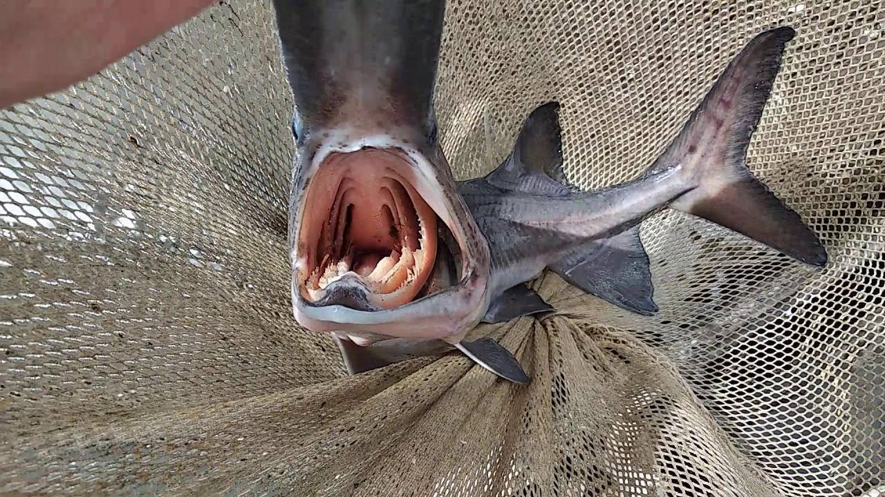 Рыба-единорог очень похожа на буратино