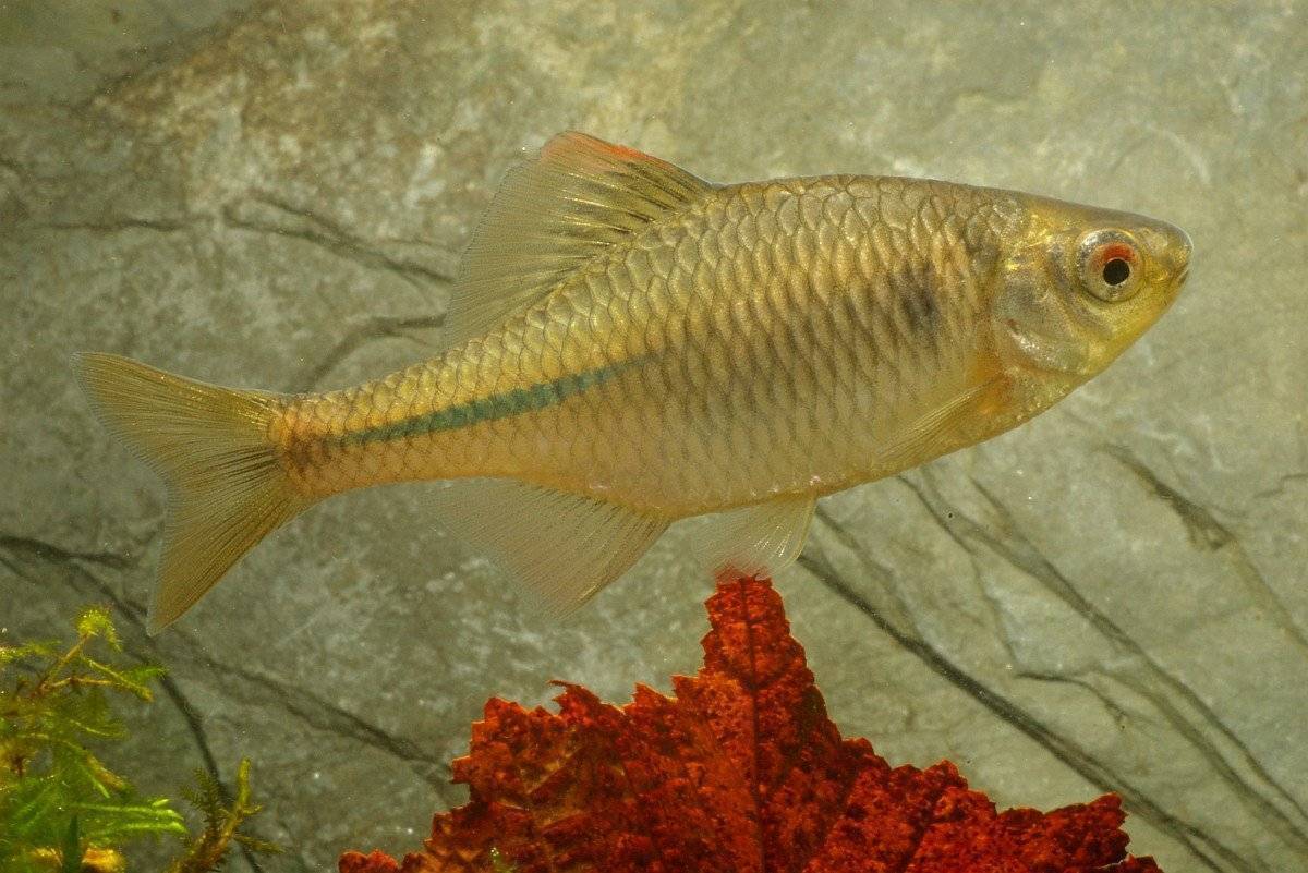 Обыкновенный горчак (лат. rhodeus sericeus). виды рыбы горчак: описание, ловля и разведение