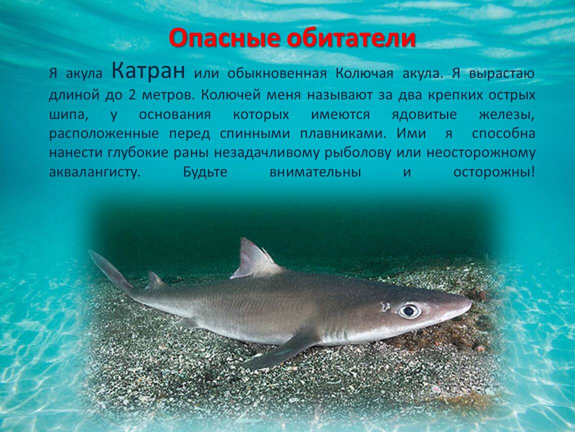 Акула катран: в каком море можно встретить? :: syl.ru