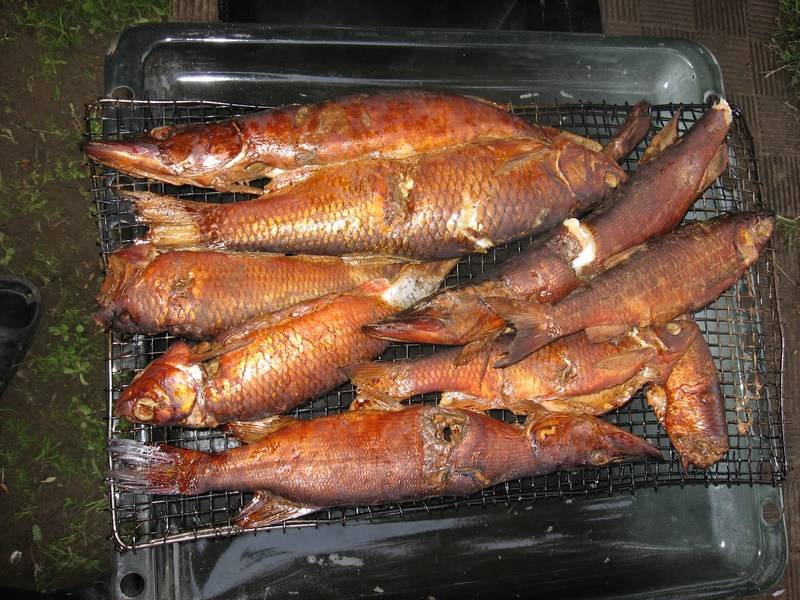 Копчение рыбы: рецепты копчения в коптильне в домашних условиях