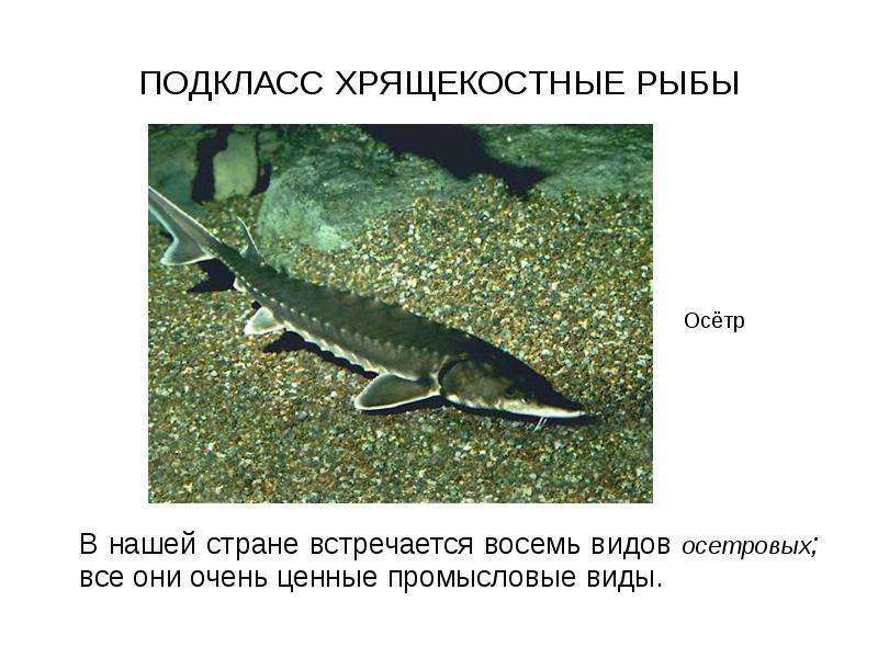 Рыба калуга: образ жизни исчезающего вида рыб, фото и другая интересная информация