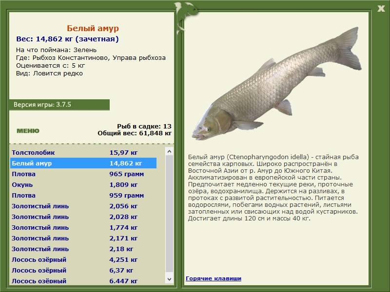 Копченая белая рыба: виды, названия, какую выбрать для приготовления