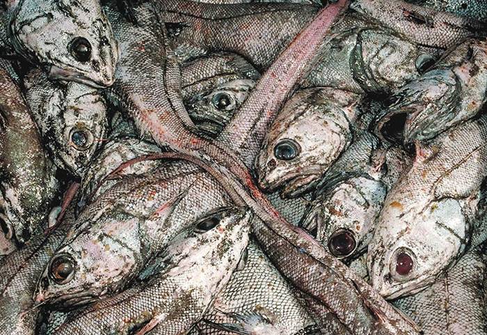 Рыба макрурус: характеристика, польза и вред, приготовление икры