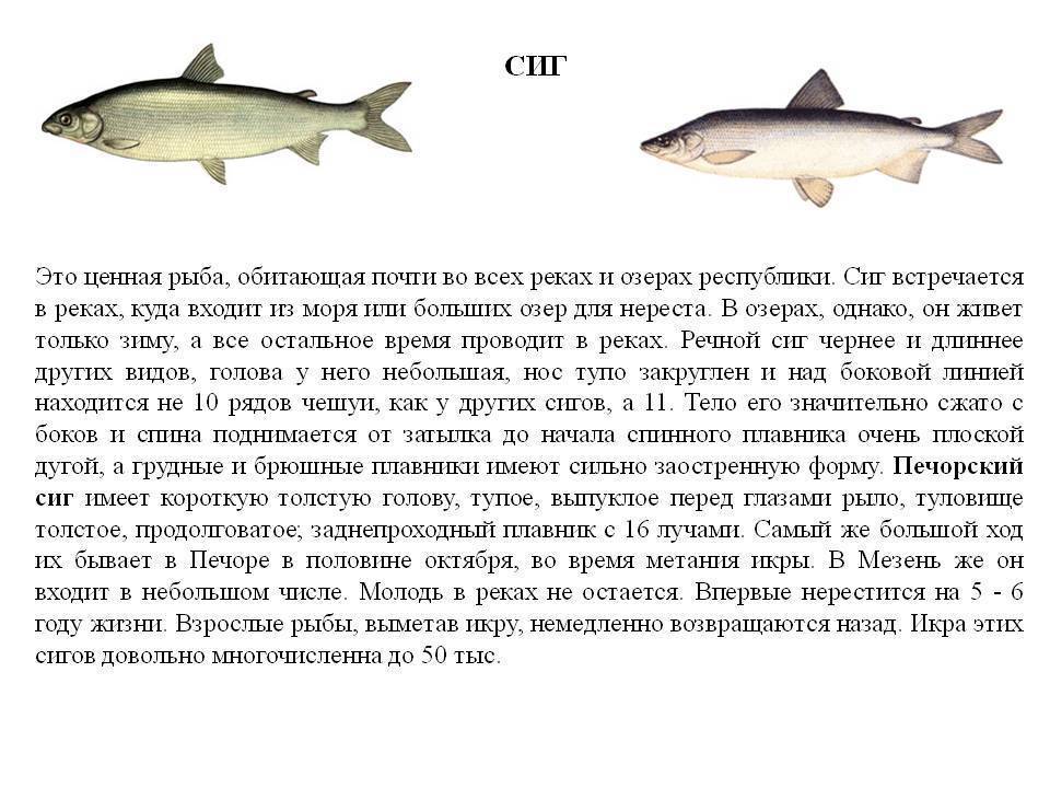 Рыба венгерская минога: образ жизни, места обитания, правила ловли, описание рыбы, способы приготовления, распространение