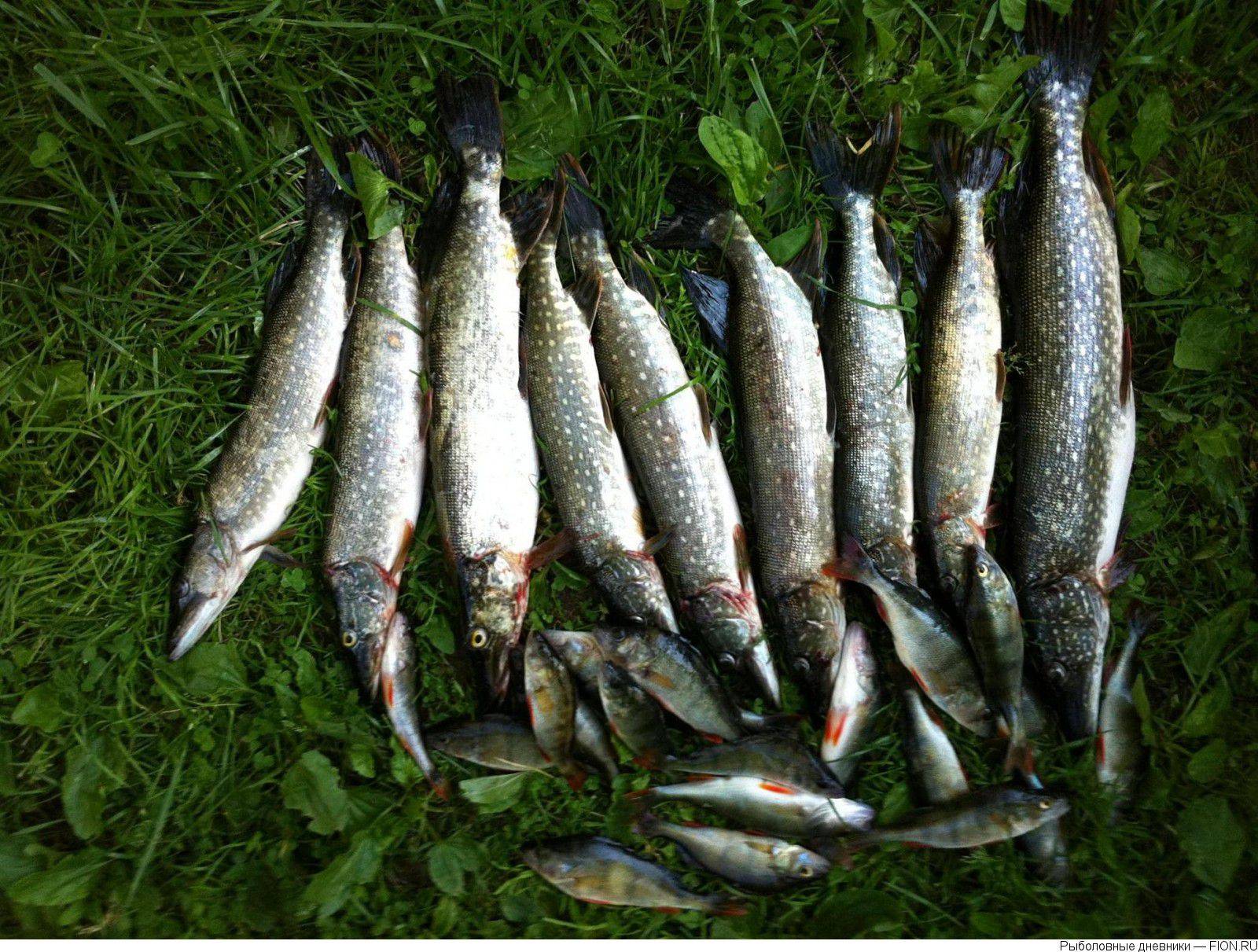 Рыбалка в истринском районе московской области: платная и бесплатная
