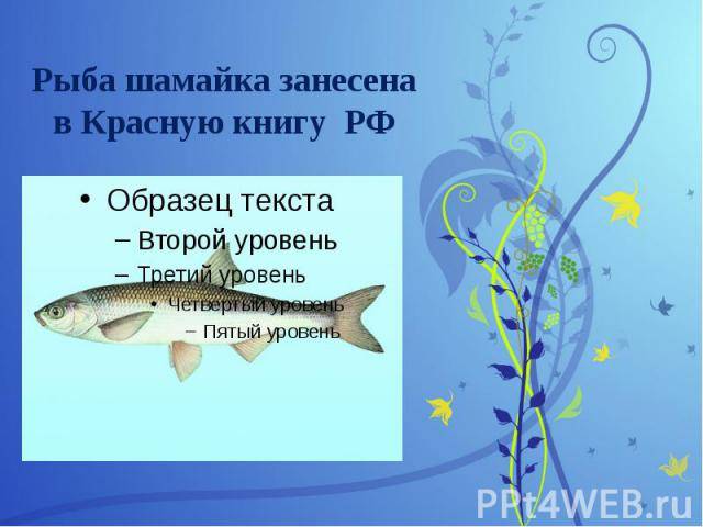 Шамайка рыба царская: описание внешнего вида, образа её жизни, размножение и фото