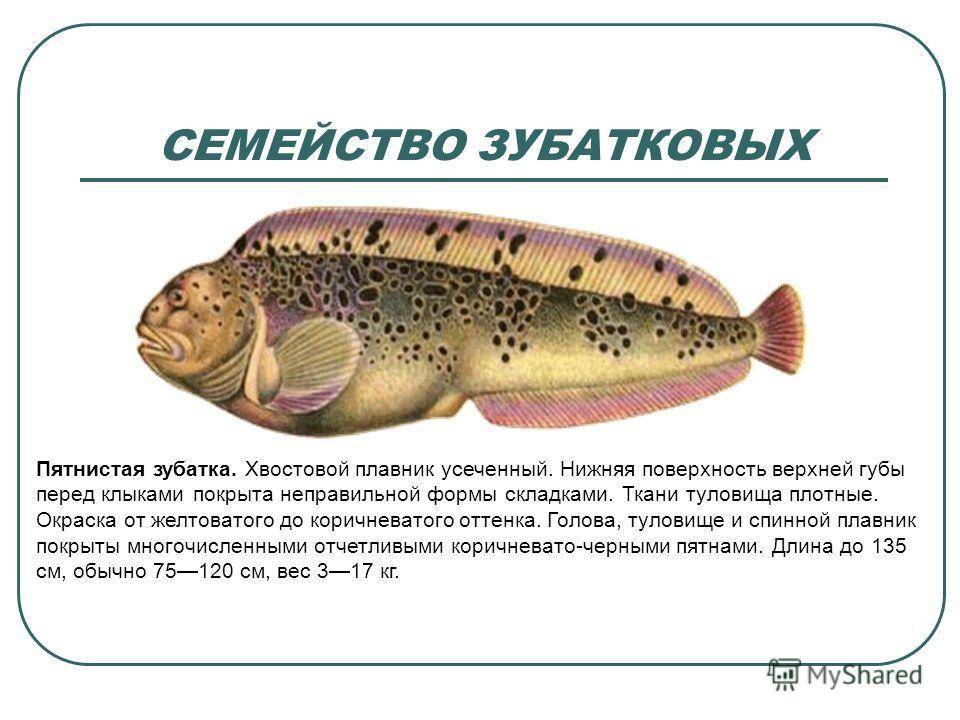 Рыба зубатка: польза и вред, фото и приготовление