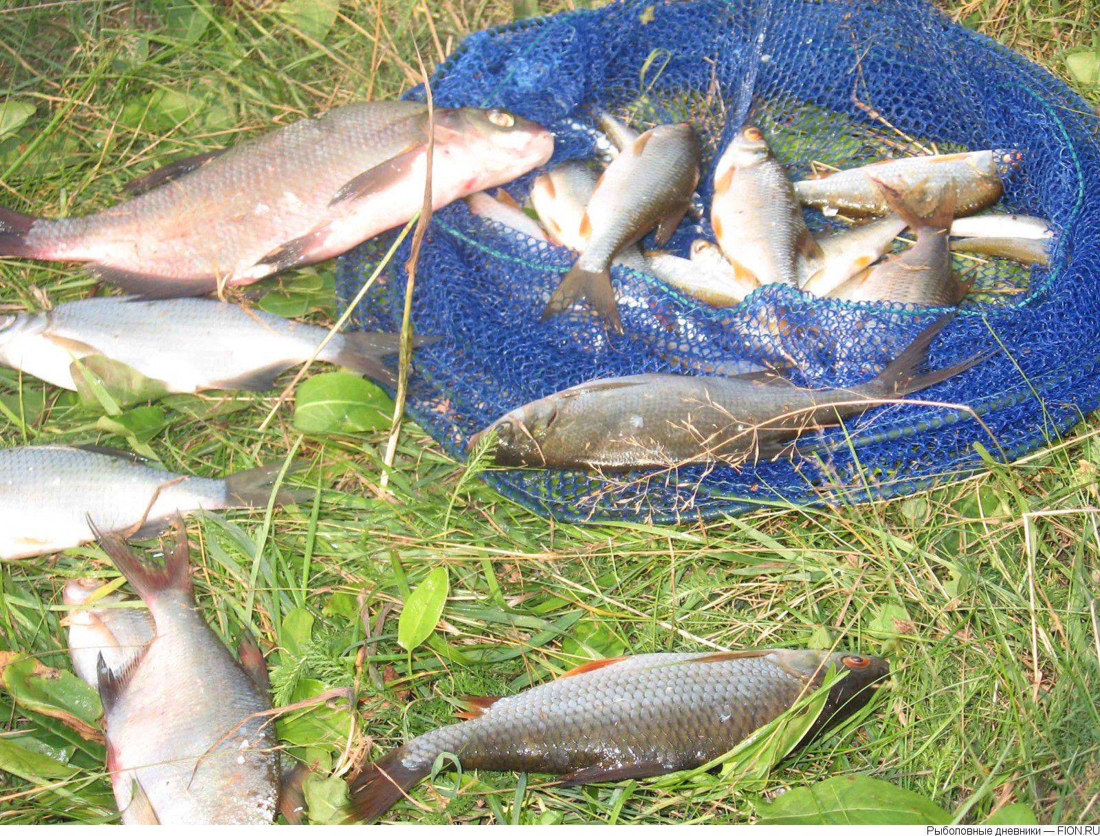 Рыбалка на реке клязьма - все про рыбалку