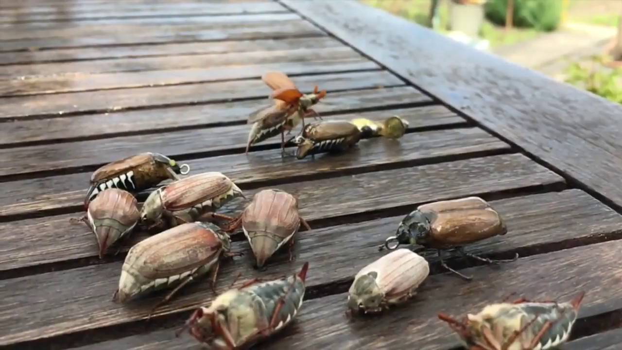 Ловля голавля на майского жука - суперулов - интернет-портал о рыбалке