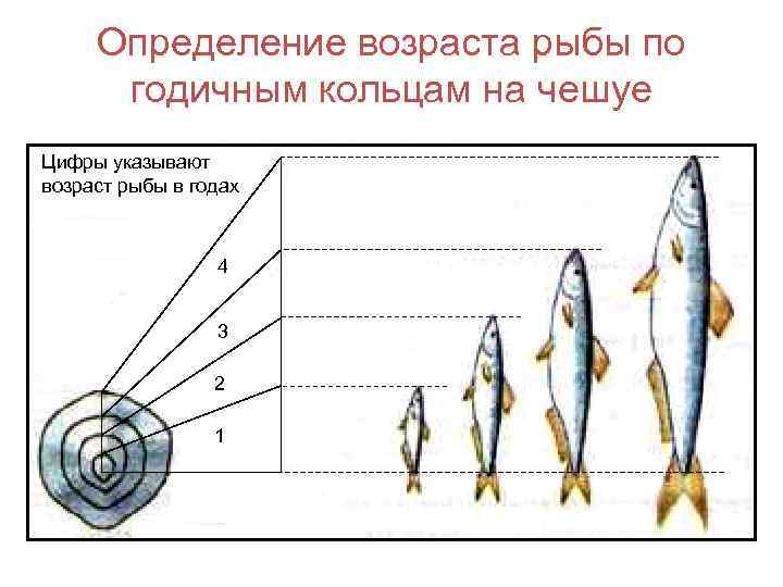 Как определить возраст рыбы по чешуе: рекомендации рыболовов
