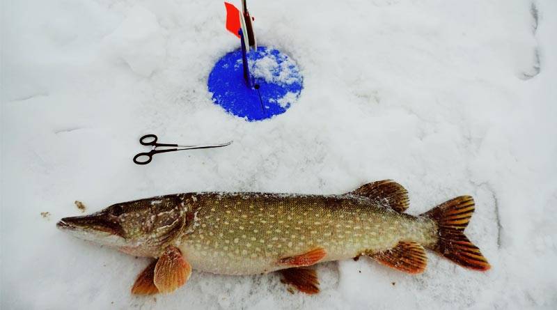 Зимняя рыбалка на щуку: где найти рыбу и на какие приманки поймать