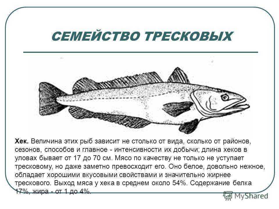 Рыба треска: виды, обитание в россии, рыбалка, польза