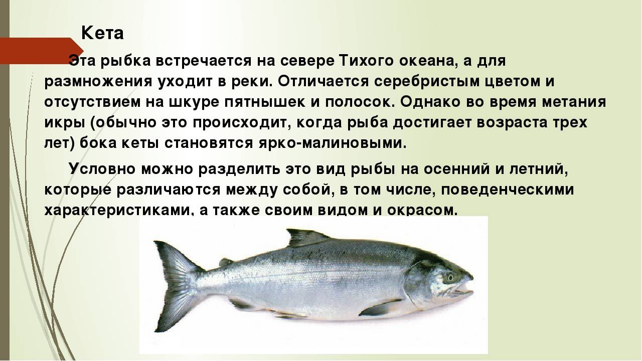 Красная рыба кета: описание, фото, рецепты, цена кеты за кг