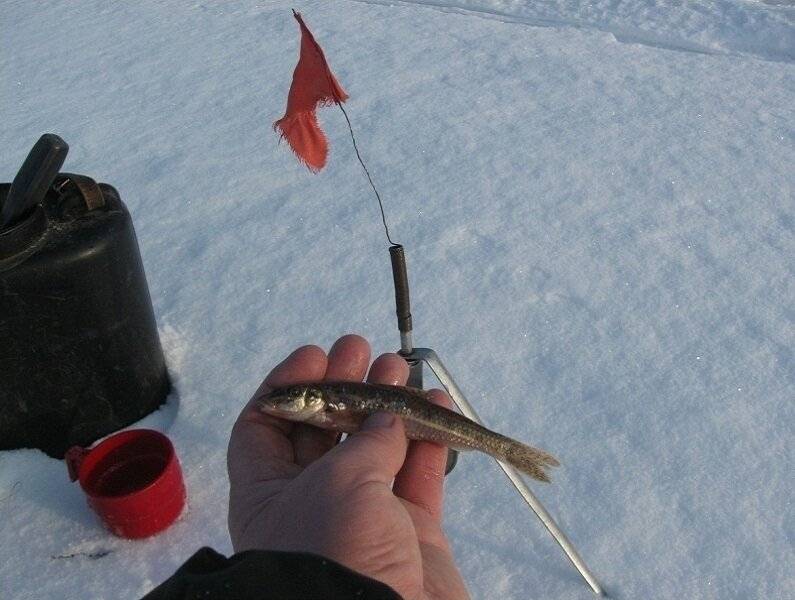 Рыбалка зимой на щуку жерлицами: секреты подледного лова