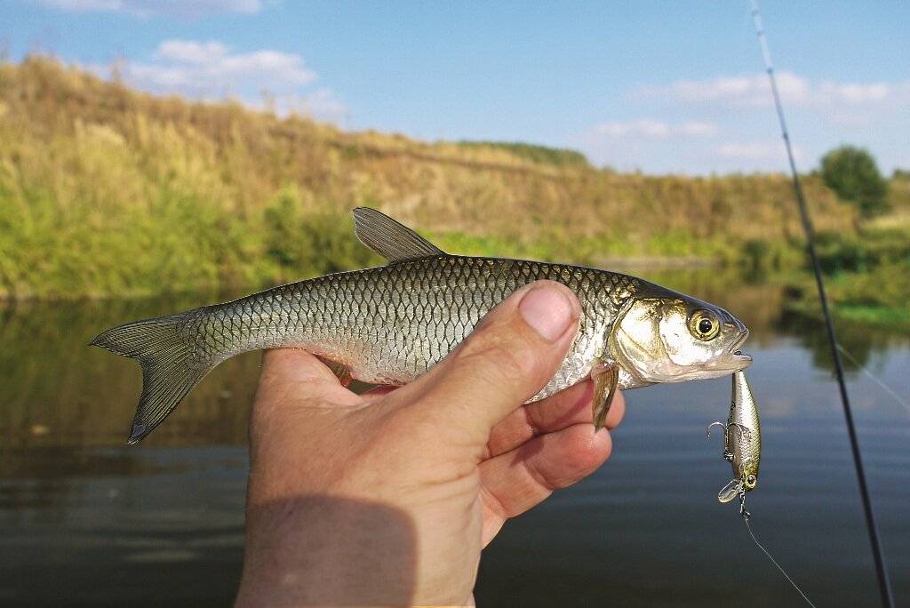 Себель – маленькая рыба с большой буквы