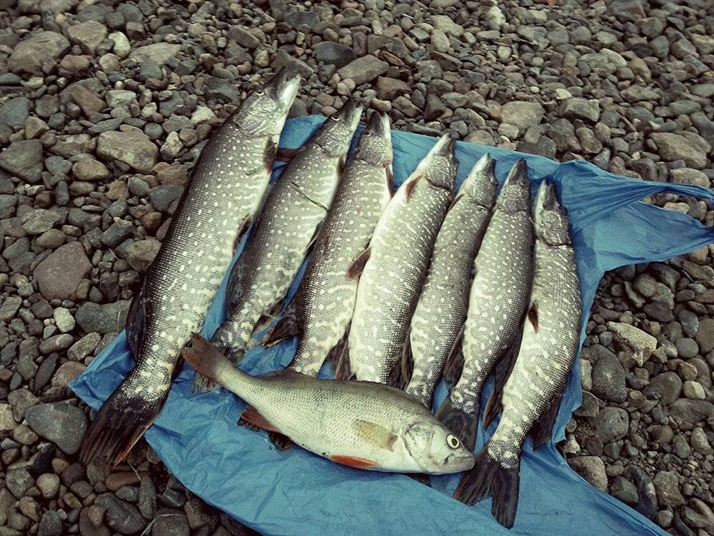 Рыбалка в пермском крае - лучшие места | рыбалка на дону