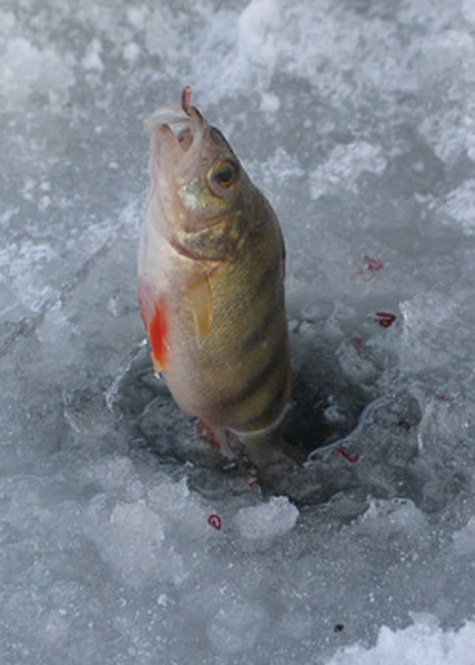 Лучшие наживки для зимней рыбалки. или как зимой не остаться без улова?!