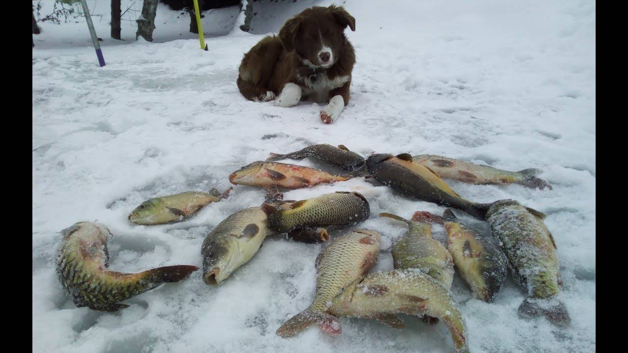 Ловля карпа зимой: зимние места обитания, лучшее время для рыбалки, на что клюёт и чем ловится