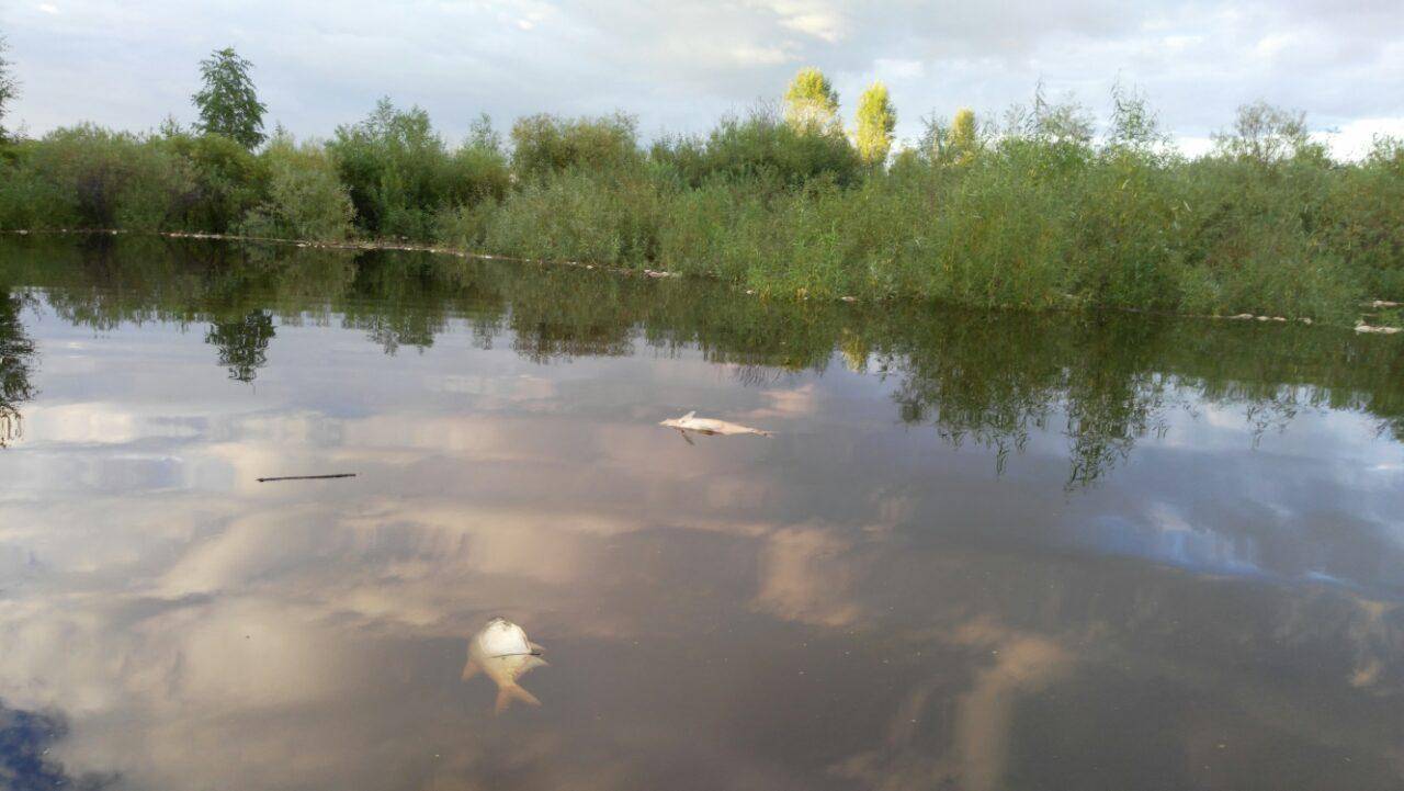 ᐉ рыбалка в кировской области - ✅ ribalka-snasti.ru